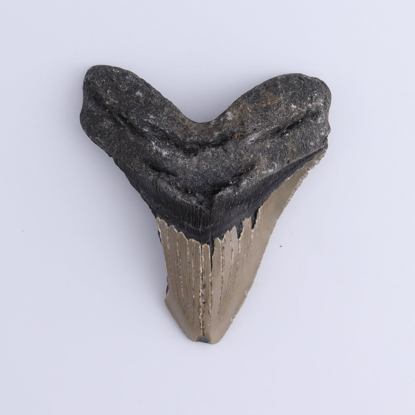 Megalodon Teeth Set of 2 - Expert Wholesale and Supplier of Wholesale Crystals & Bulk Gemstones, ["Megalodon Teeth","United States"]