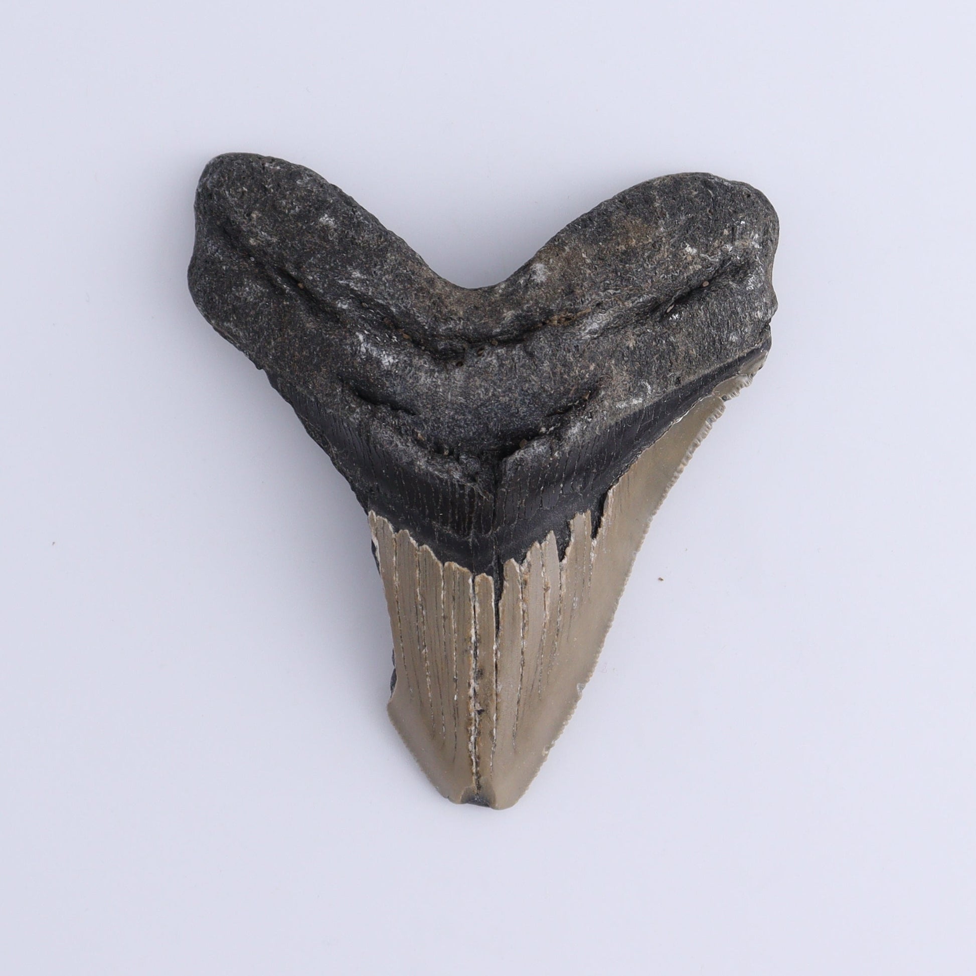 Megalodon Teeth Set of 2 - Expert Wholesale and Supplier of Wholesale Crystals & Bulk Gemstones, ["Megalodon Teeth","United States"]
