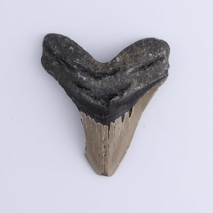 Megalodon Teeth Set of 2 - Expert Wholesale and Supplier of Wholesale Crystals & Bulk Gemstones, ["Megalodon Teeth","United States"]