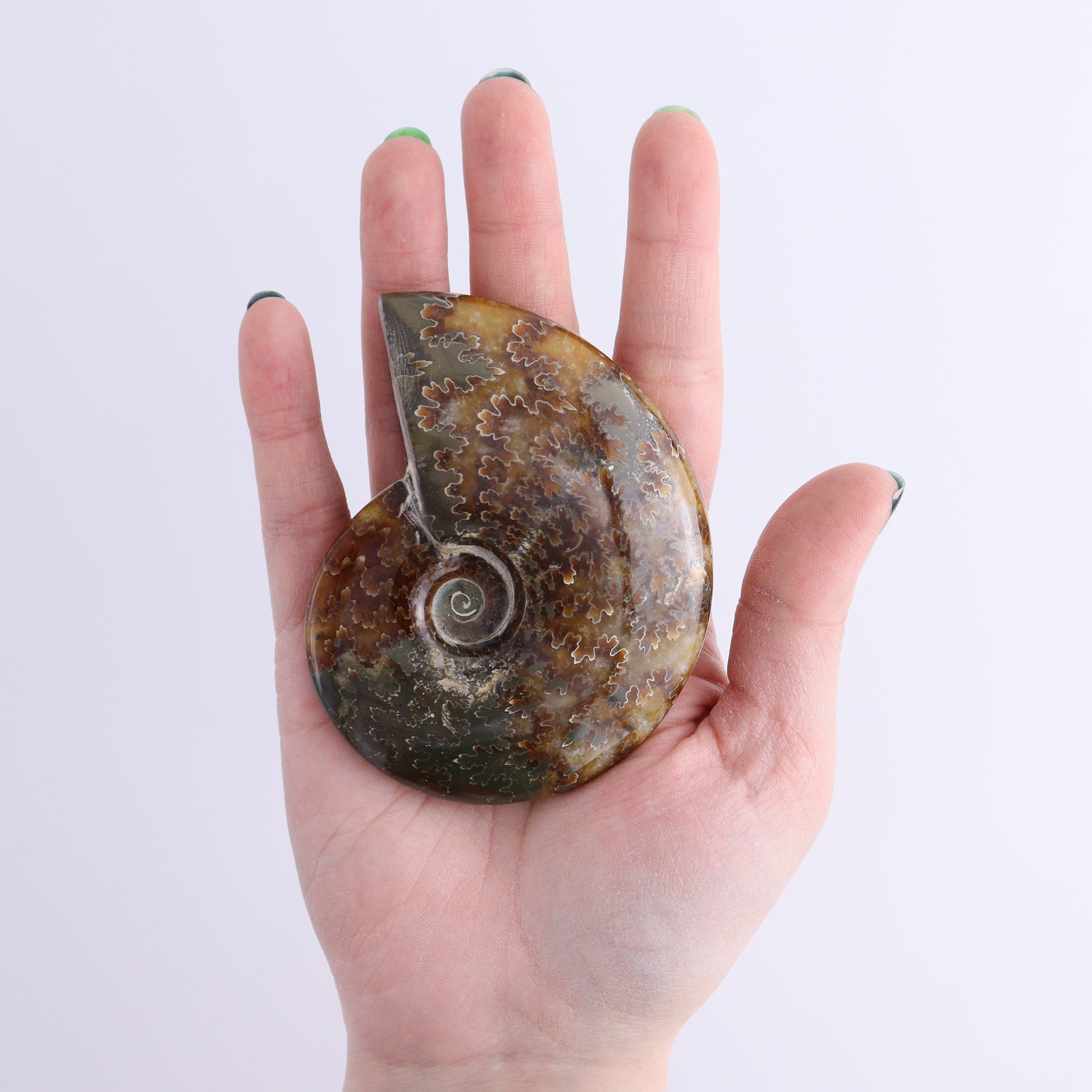 Ammonite Shells Set of 9 - Expert Wholesale and Supplier of Wholesale Crystals & Bulk Gemstones, ["Ammonite","shells"]