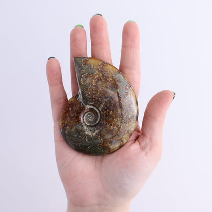 Ammonite Shells Set of 9 - Expert Wholesale and Supplier of Wholesale Crystals & Bulk Gemstones, ["Ammonite","shells"]