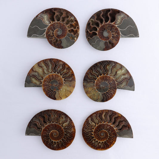 Ammonite Shells Set of 6 - Expert Wholesale and Supplier of Wholesale Crystals & Bulk Gemstones, ["Ammonite","Madagascar","shells"]