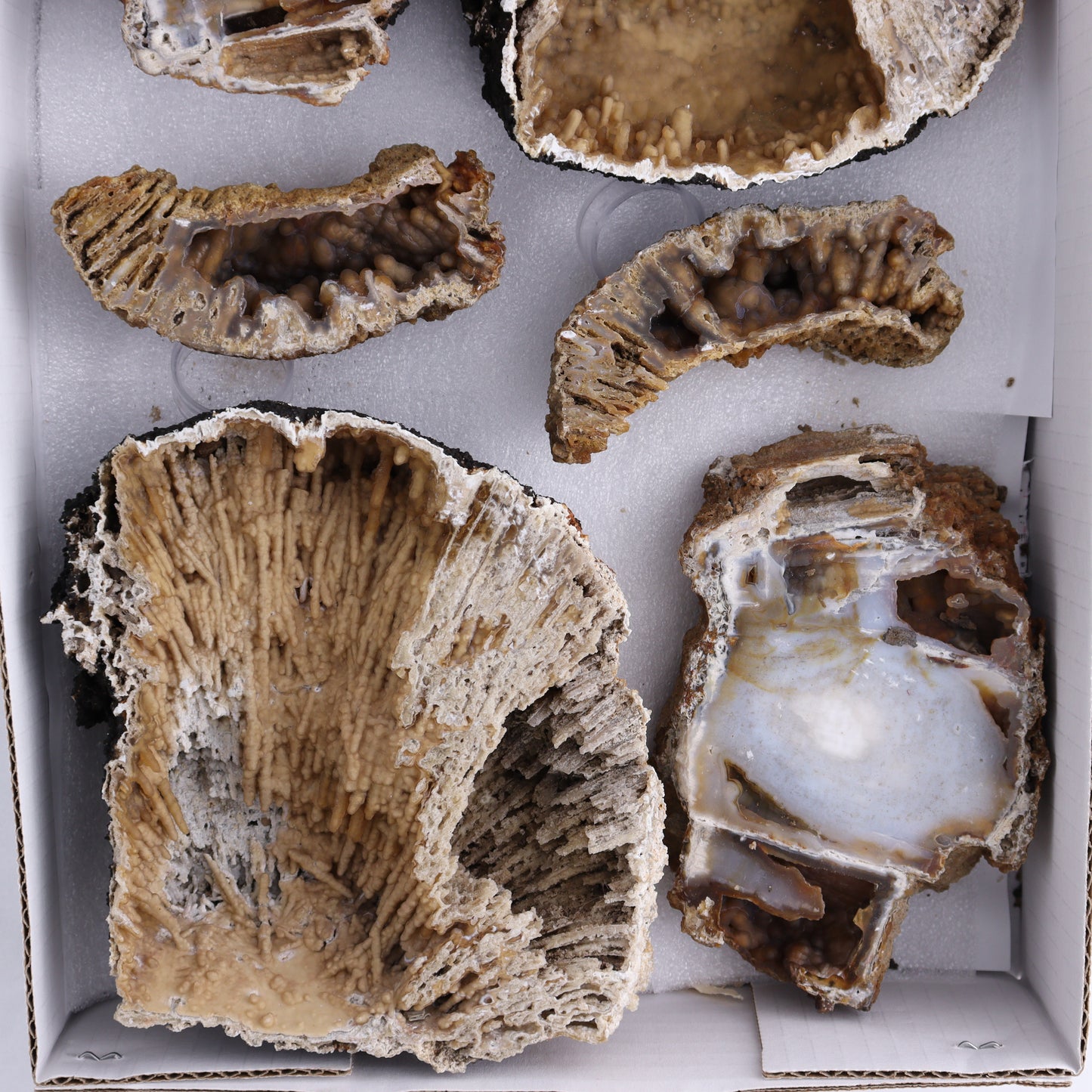 Agatized Coral Flat - Expert Wholesale and Supplier of Wholesale Crystals & Bulk Gemstones, ["Agate","Agatized Coral","Coral","United States"]