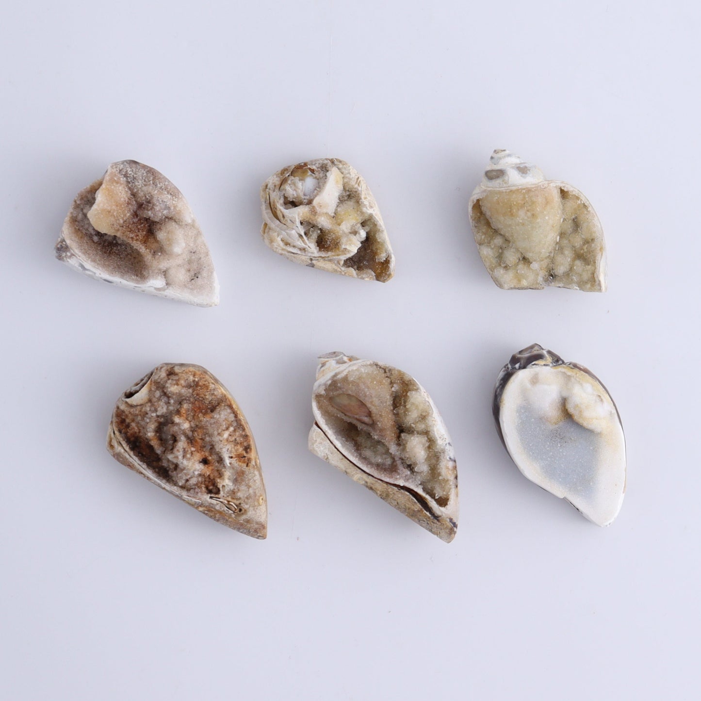 Crystalized Shells Set of 24 - Expert Wholesale and Supplier of Wholesale Crystals & Bulk Gemstones, ["Crystalized Shell","India","shell","shells"]