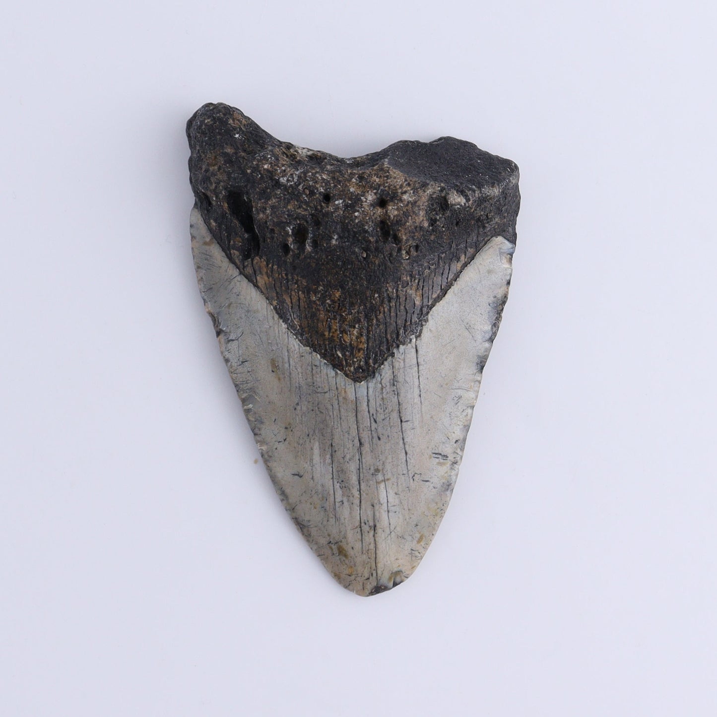 Megalodon Teeth Set of 2 - Expert Wholesale and Supplier of Wholesale Crystals & Bulk Gemstones, ["Megalodon Teeth","United States"]