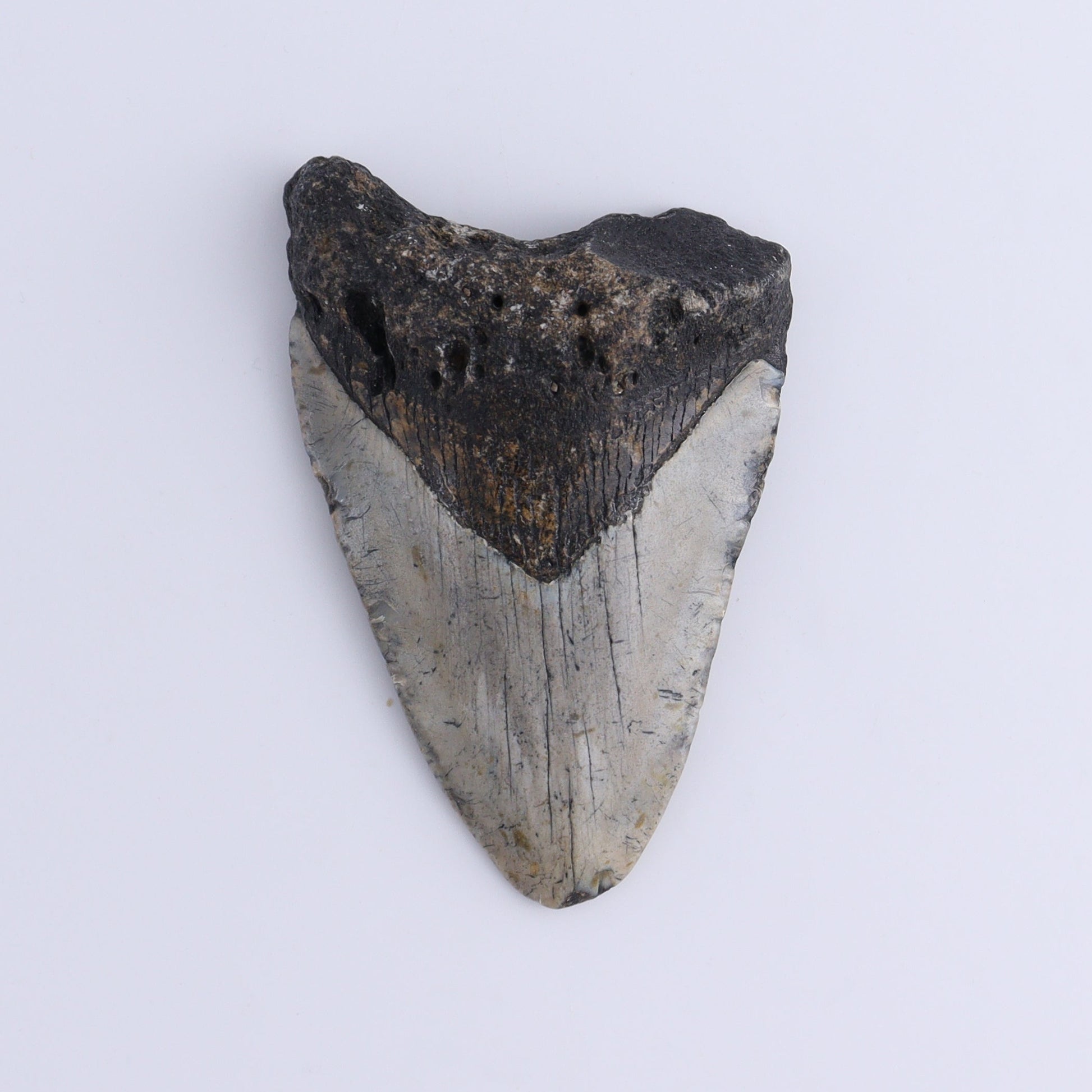 Megalodon Teeth Set of 2 - Expert Wholesale and Supplier of Wholesale Crystals & Bulk Gemstones, ["Megalodon Teeth","United States"]