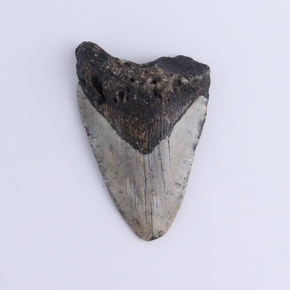 Megalodon Teeth Set of 2 - Expert Wholesale and Supplier of Wholesale Crystals & Bulk Gemstones, ["Megalodon Teeth","United States"]
