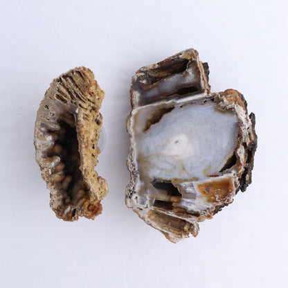 Agatized Coral Flat - Expert Wholesale and Supplier of Wholesale Crystals & Bulk Gemstones, ["Agate","Agatized Coral","Coral","United States"]
