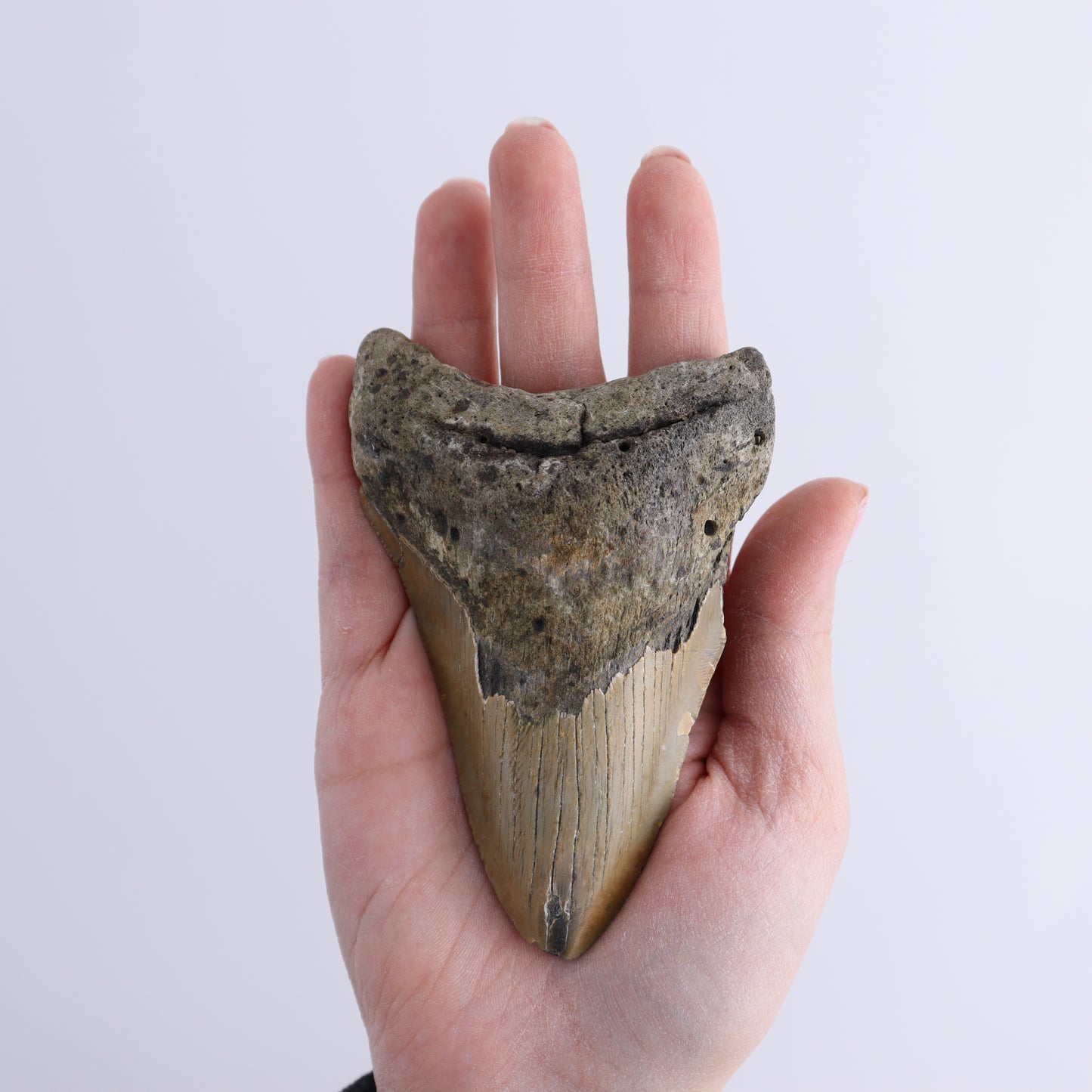Megalodon Teeth Set of 2 - Expert Wholesale and Supplier of Wholesale Crystals & Bulk Gemstones, ["Megalodon Teeth","United States"]