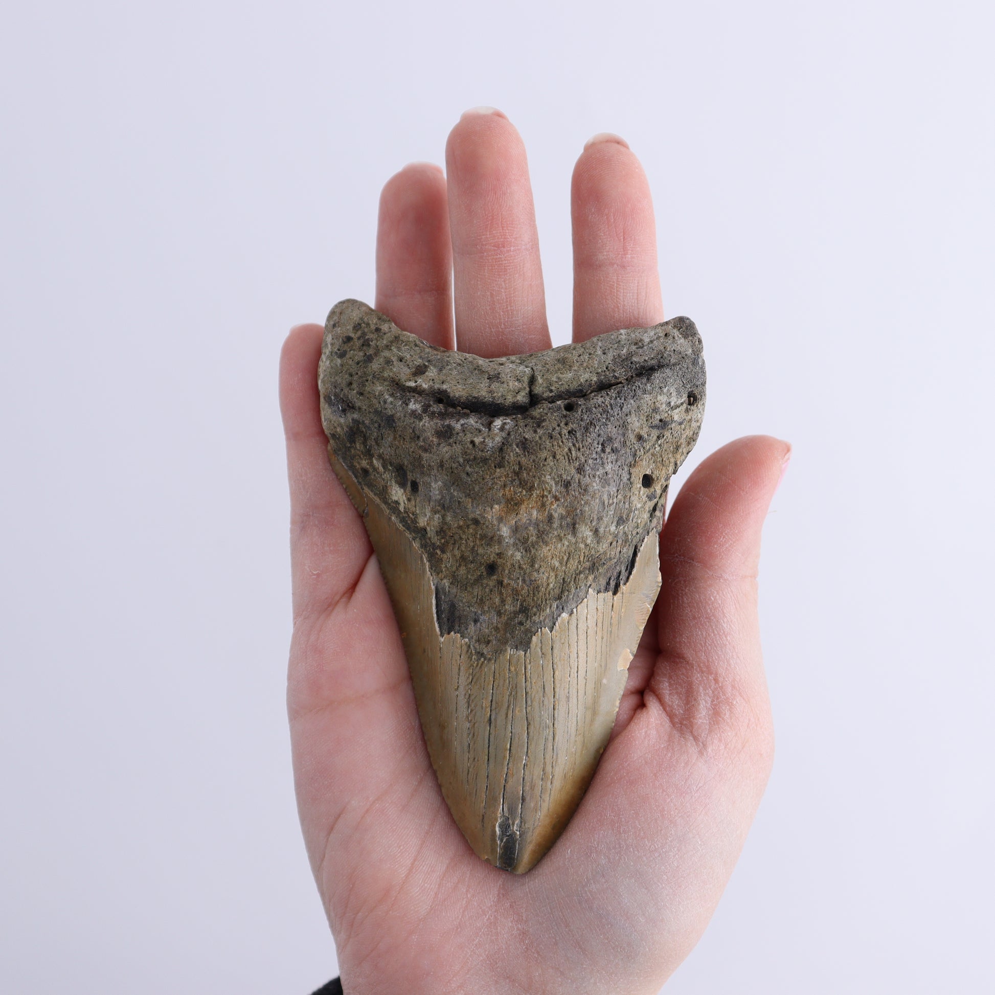 Megalodon Teeth Set of 2 - Expert Wholesale and Supplier of Wholesale Crystals & Bulk Gemstones, ["Megalodon Teeth","United States"]