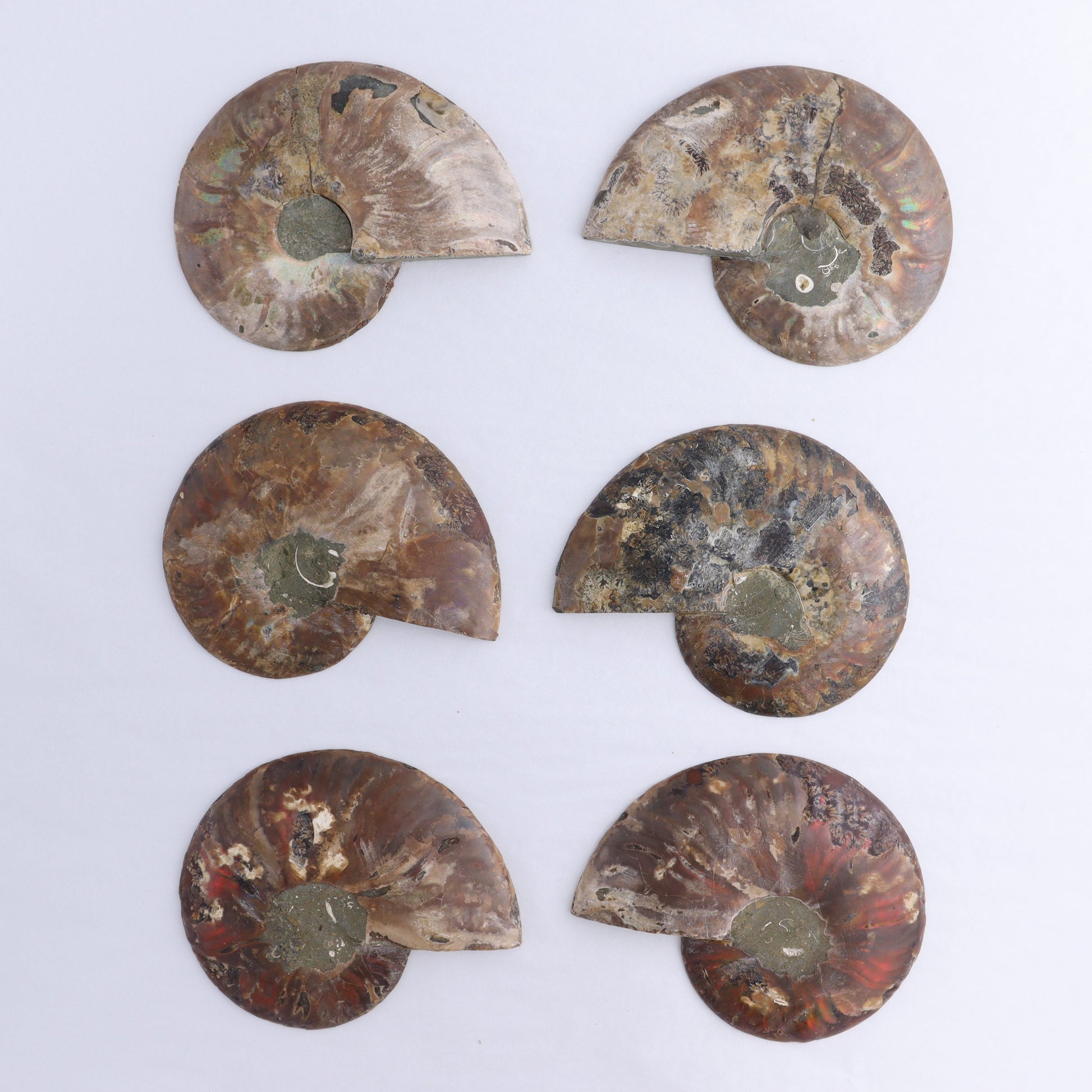 Ammonite Shells Set of 6 - Expert Wholesale and Supplier of Wholesale Crystals & Bulk Gemstones, ["Ammonite","Madagascar","shells"]