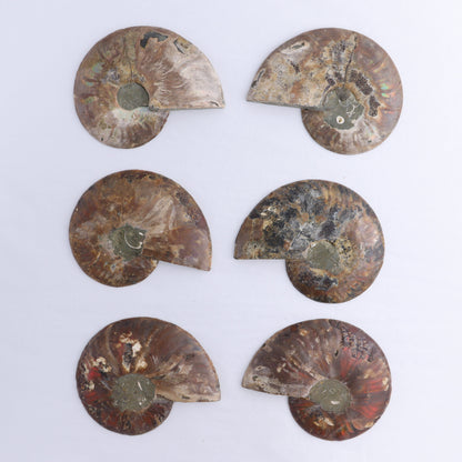 Ammonite Shells Set of 6 - Expert Wholesale and Supplier of Wholesale Crystals & Bulk Gemstones, ["Ammonite","Madagascar","shells"]
