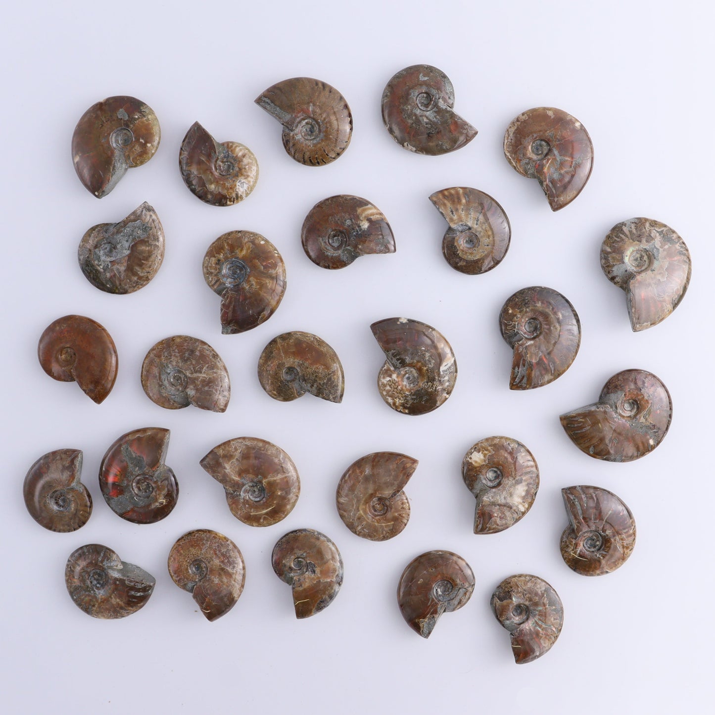 Red Opalized Ammonite Shells Set of 27 - Expert Wholesale and Supplier of Wholesale Crystals & Bulk Gemstones, ["Ammonite","Red Opal","shells"]