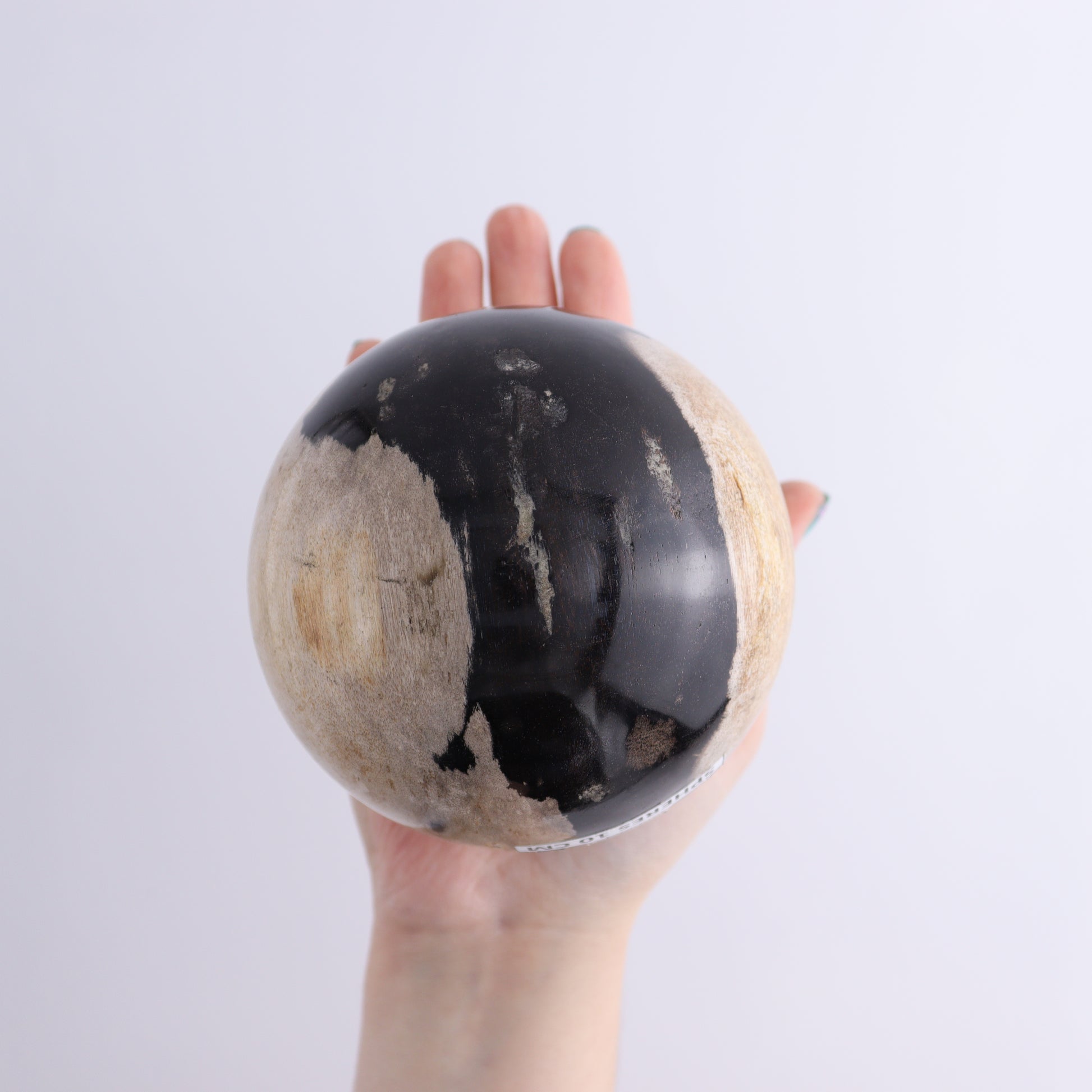 Petrified Wood Spheres Set of 2 - Expert Wholesale and Supplier of Wholesale Crystals & Bulk Gemstones, ["Indonesia","Petrified Wood","Spheres"]