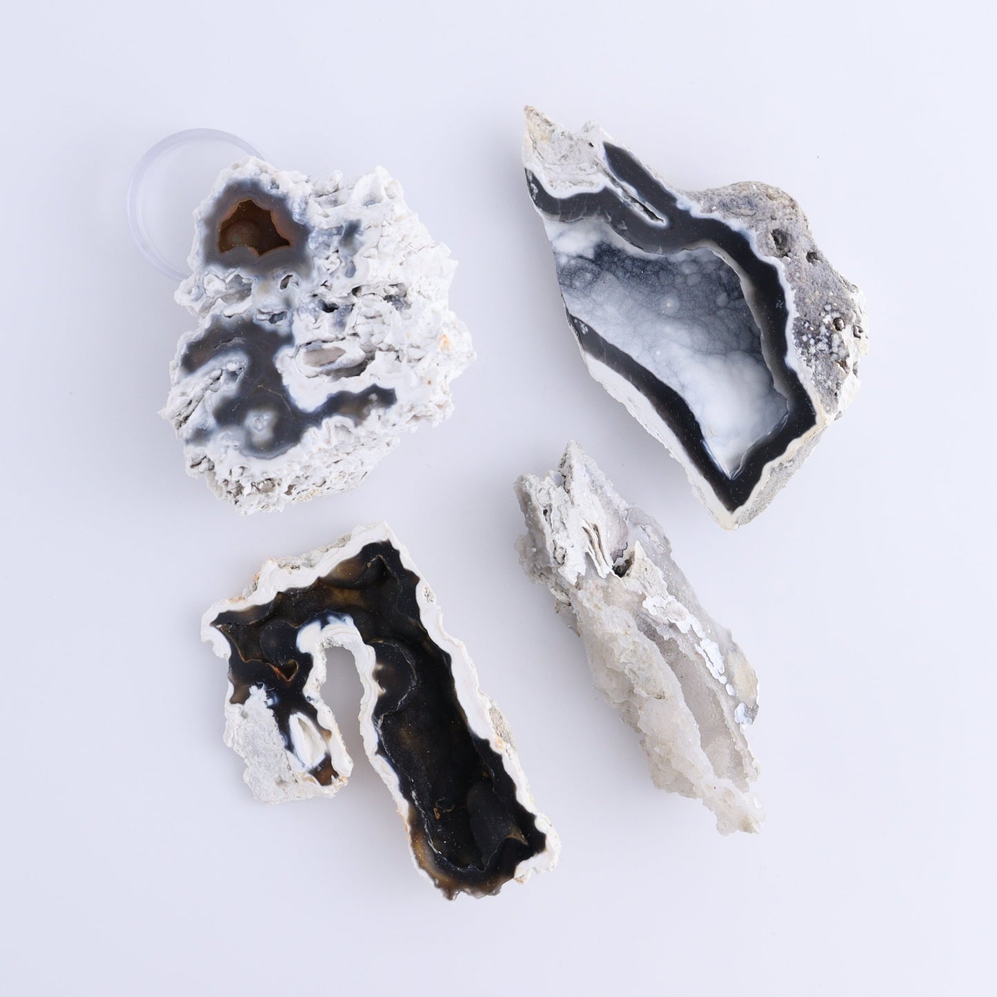 Agatized Coral Flat - Expert Wholesale and Supplier of Wholesale Crystals & Bulk Gemstones, ["Agate","Agatized Coral","Coral","United States"]