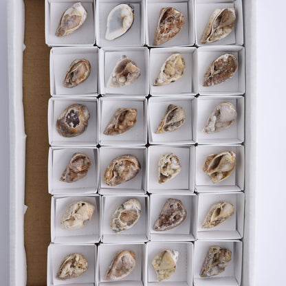 Crystalized Shells Set of 24 - Expert Wholesale and Supplier of Wholesale Crystals & Bulk Gemstones, ["Crystalized Shell","India","shell","shells"]
