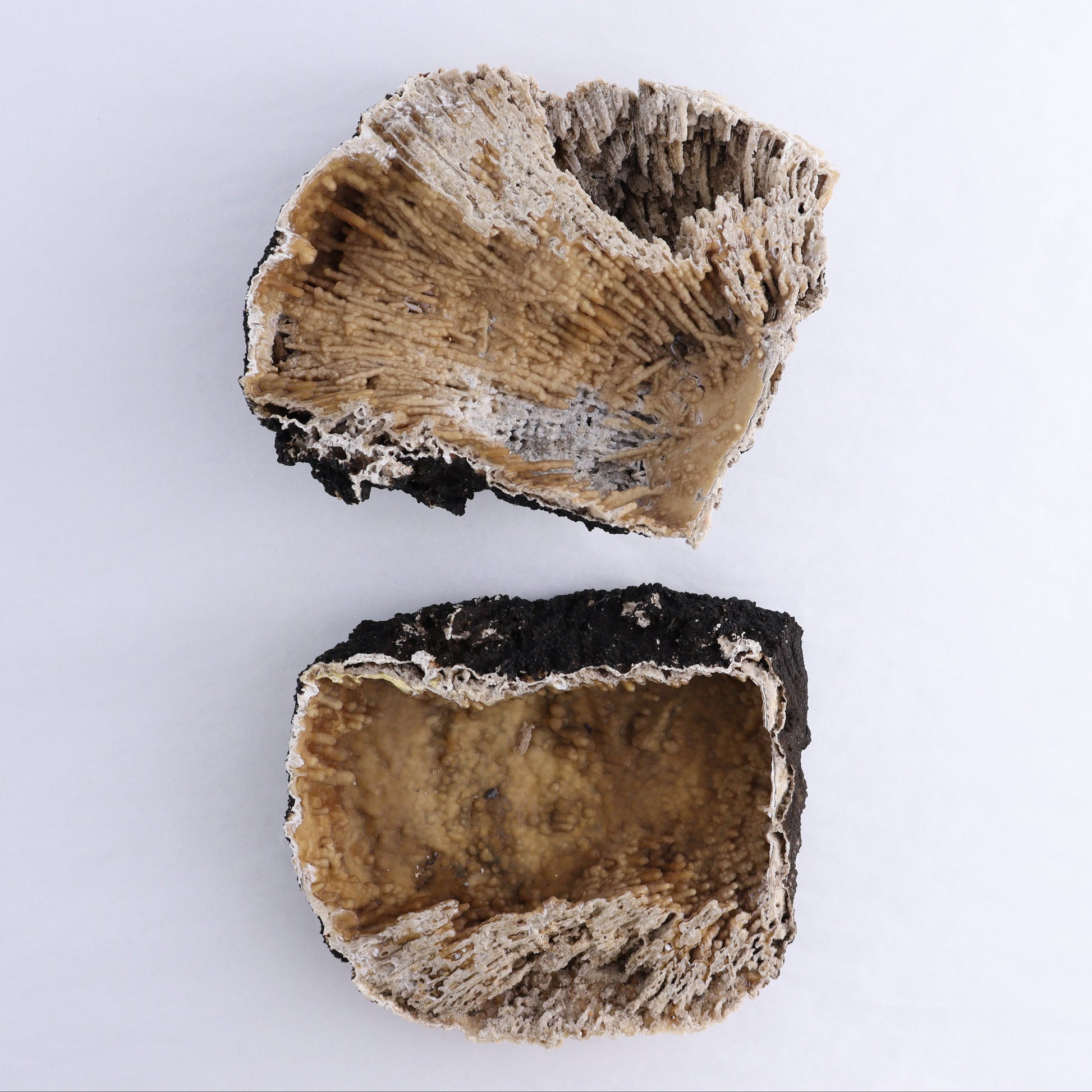 Agatized Coral Flat - Expert Wholesale and Supplier of Wholesale Crystals & Bulk Gemstones, ["Agate","Agatized Coral","Coral","United States"]