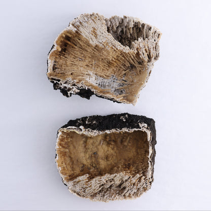 Agatized Coral Flat - Expert Wholesale and Supplier of Wholesale Crystals & Bulk Gemstones, ["Agate","Agatized Coral","Coral","United States"]
