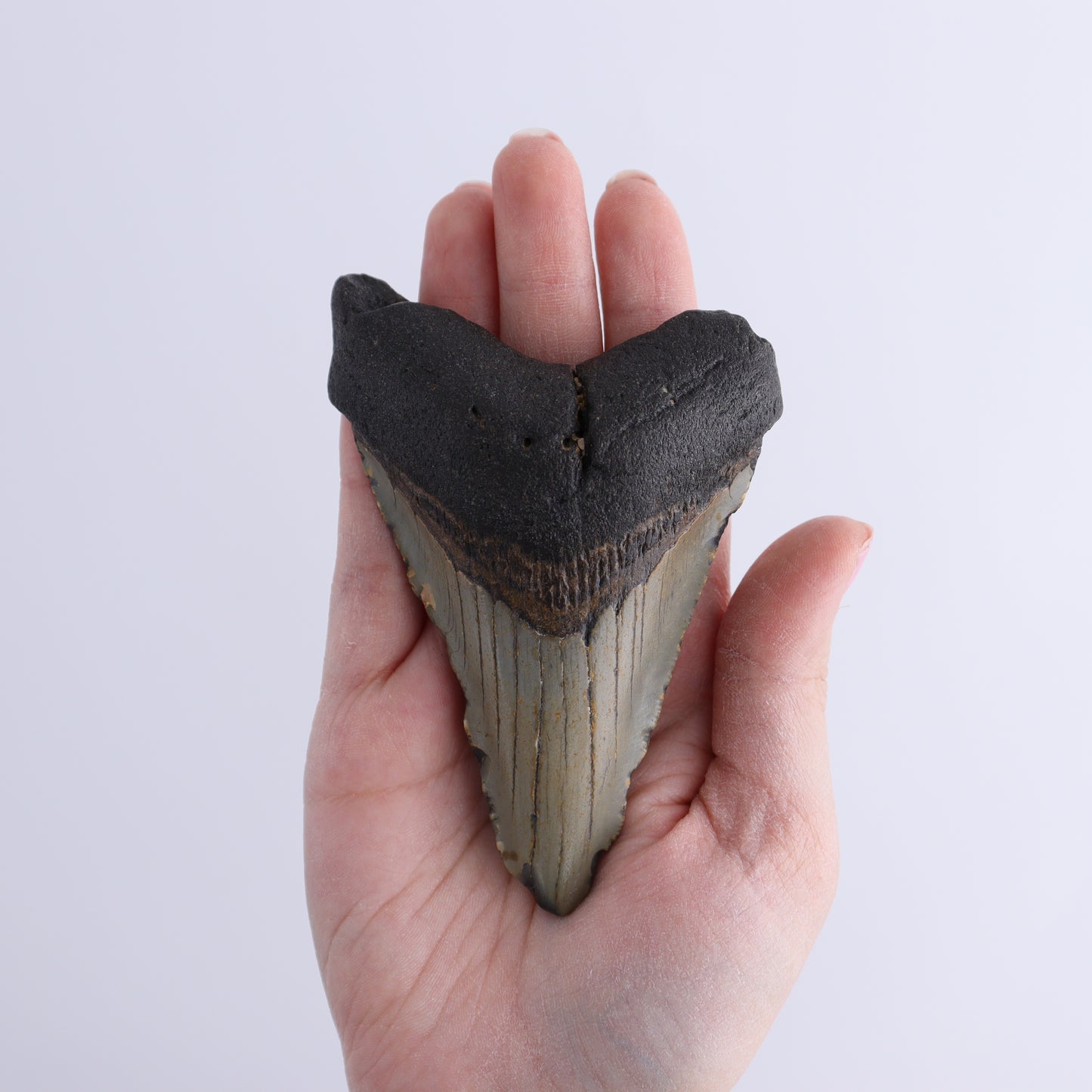 Megalodon Teeth Set of 2 - Expert Wholesale and Supplier of Wholesale Crystals & Bulk Gemstones, ["Megalodon Teeth","United States"]