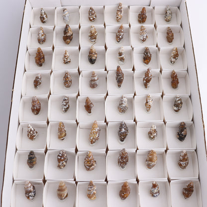 Agate-Replaced Shells Flat of 54 - Expert Wholesale and Supplier of Wholesale Crystals & Bulk Gemstones, ["Agate","Agate Shells","Morocco","shell","shells"]
