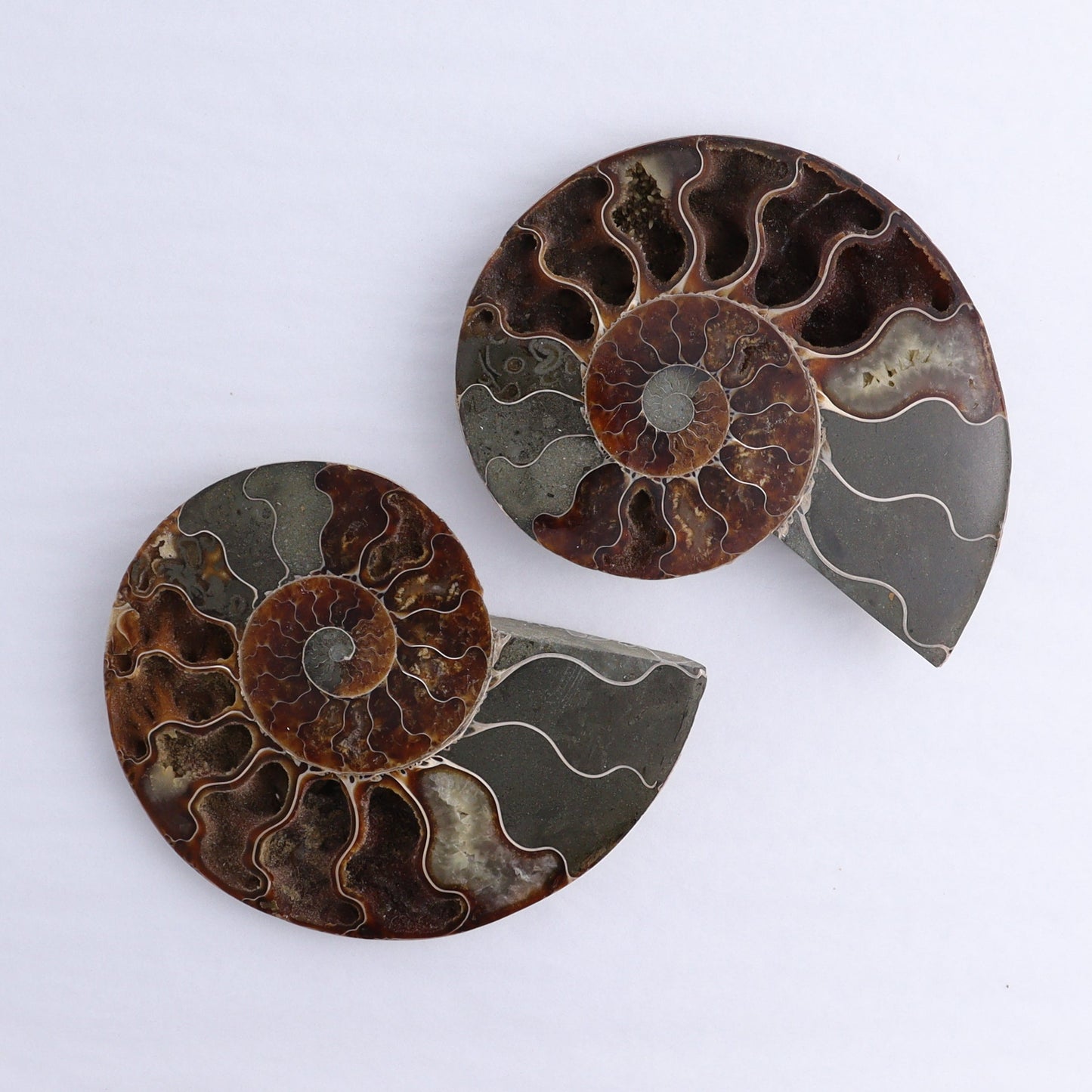 Ammonite Shells Set of 6 - Expert Wholesale and Supplier of Wholesale Crystals & Bulk Gemstones, ["Ammonite","Madagascar","shells"]