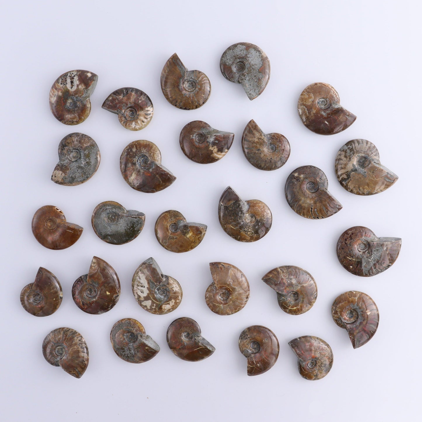 Red Opalized Ammonite Shells Set of 27 - Expert Wholesale and Supplier of Wholesale Crystals & Bulk Gemstones, ["Ammonite","Red Opal","shells"]