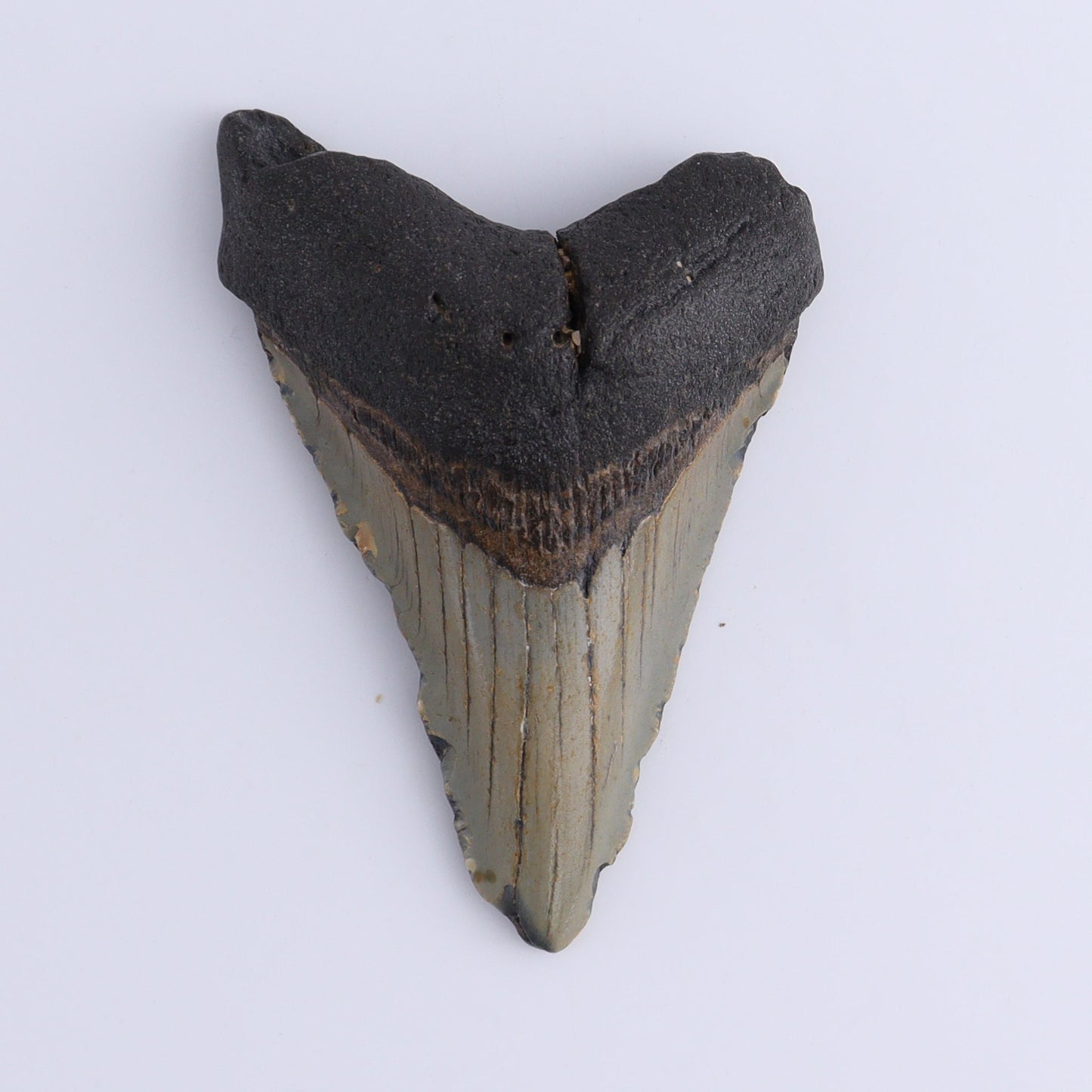 Megalodon Teeth Set of 2 - Expert Wholesale and Supplier of Wholesale Crystals & Bulk Gemstones, ["Megalodon Teeth","United States"]