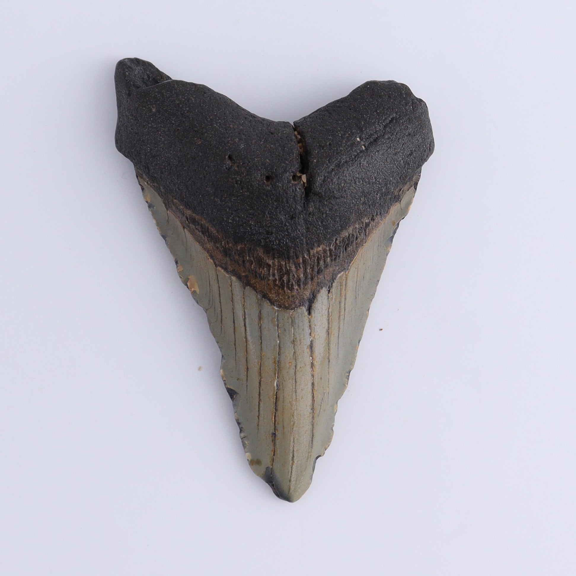 Megalodon Teeth Set of 2 - Expert Wholesale and Supplier of Wholesale Crystals & Bulk Gemstones, ["Megalodon Teeth","United States"]