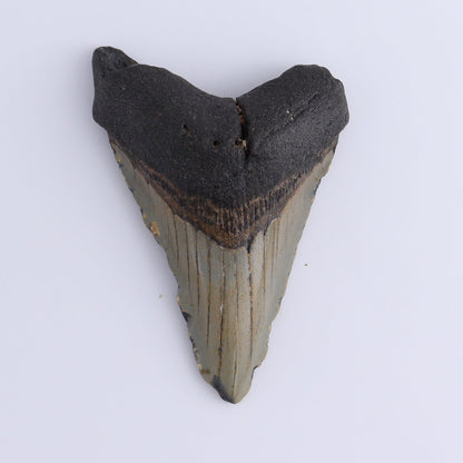 Megalodon Teeth Set of 2 - Expert Wholesale and Supplier of Wholesale Crystals & Bulk Gemstones, ["Megalodon Teeth","United States"]
