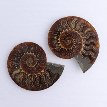 Ammonite Shells Set of 6 - Expert Wholesale and Supplier of Wholesale Crystals & Bulk Gemstones, ["Ammonite","Madagascar","shells"]