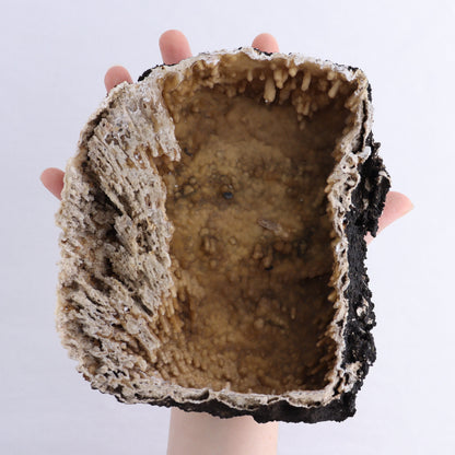 Agatized Coral Flat - Expert Wholesale and Supplier of Wholesale Crystals & Bulk Gemstones, ["Agate","Agatized Coral","Coral","United States"]