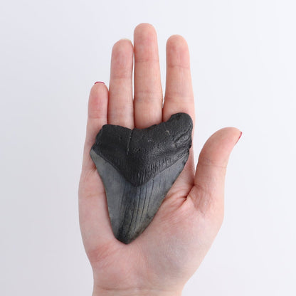Megalodon Teeth Set of 4