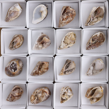 Crystalized Shells Set of 24 - Expert Wholesale and Supplier of Wholesale Crystals & Bulk Gemstones, ["Crystalized Shell","India","shell","shells"]