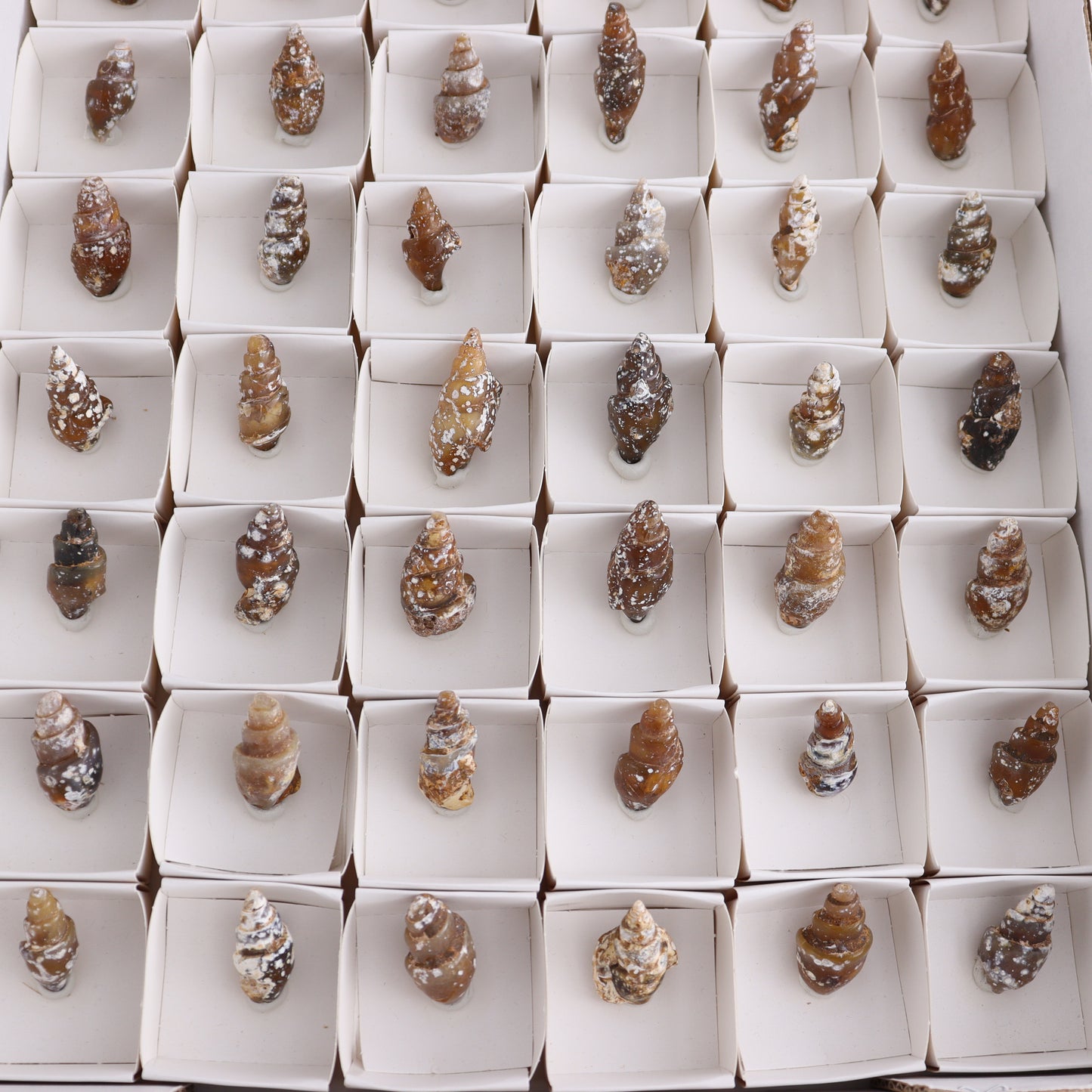 Agate-Replaced Shells Flat of 54 - Expert Wholesale and Supplier of Wholesale Crystals & Bulk Gemstones, ["Agate","Agate Shells","Morocco","shell","shells"]
