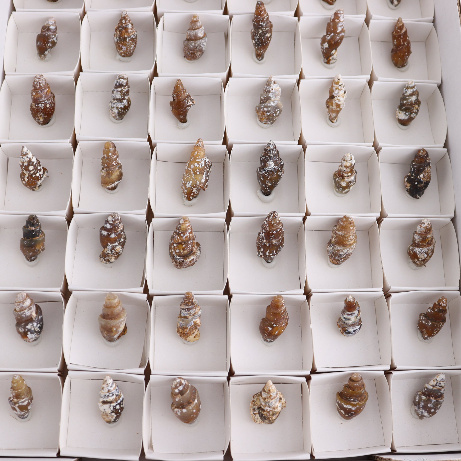 Agate-Replaced Shells Flat of 54 - Expert Wholesale and Supplier of Wholesale Crystals & Bulk Gemstones, ["Agate","Agate Shells","Morocco","shell","shells"]