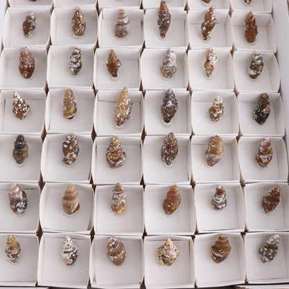 Agate-Replaced Shells Flat of 54 - Expert Wholesale and Supplier of Wholesale Crystals & Bulk Gemstones, ["Agate","Agate Shells","Morocco","shell","shells"]