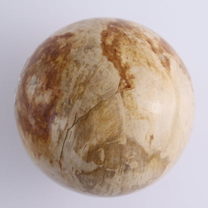 Petrified Wood Spheres Set of 2 - Expert Wholesale and Supplier of Wholesale Crystals & Bulk Gemstones, ["Indonesia","Petrified Wood","Spheres"]