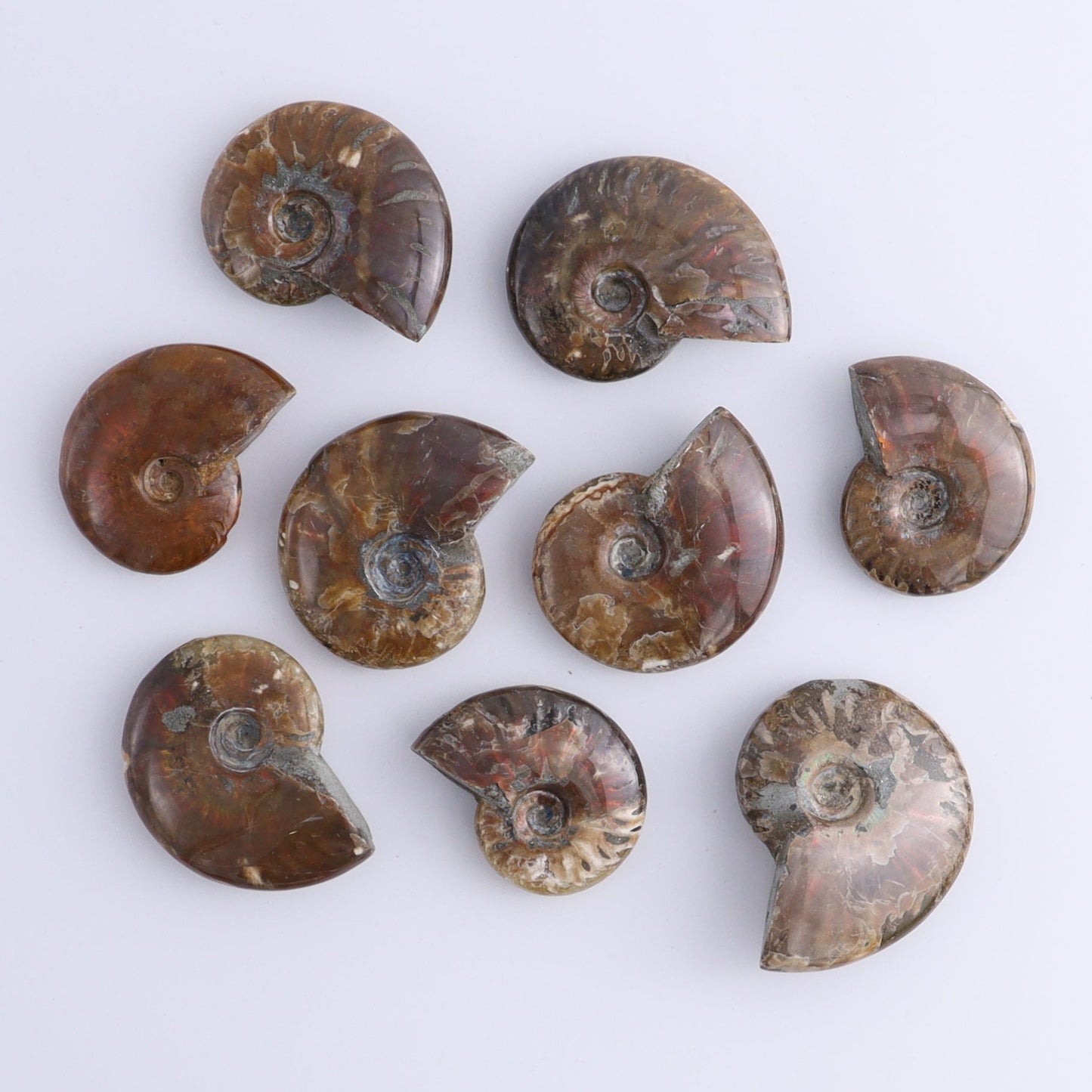 Red Opalized Ammonite Shells Set of 27 - Expert Wholesale and Supplier of Wholesale Crystals & Bulk Gemstones, ["Ammonite","Red Opal","shells"]