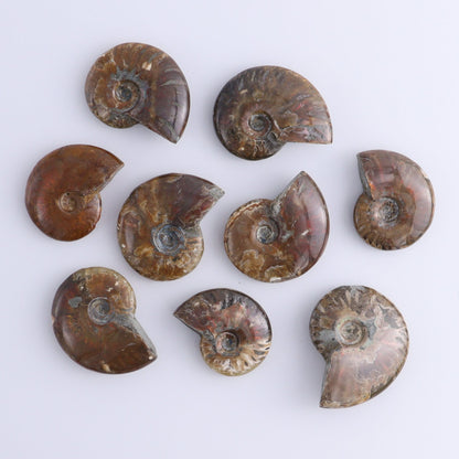 Red Opalized Ammonite Shells Set of 27 - Expert Wholesale and Supplier of Wholesale Crystals & Bulk Gemstones, ["Ammonite","Red Opal","shells"]