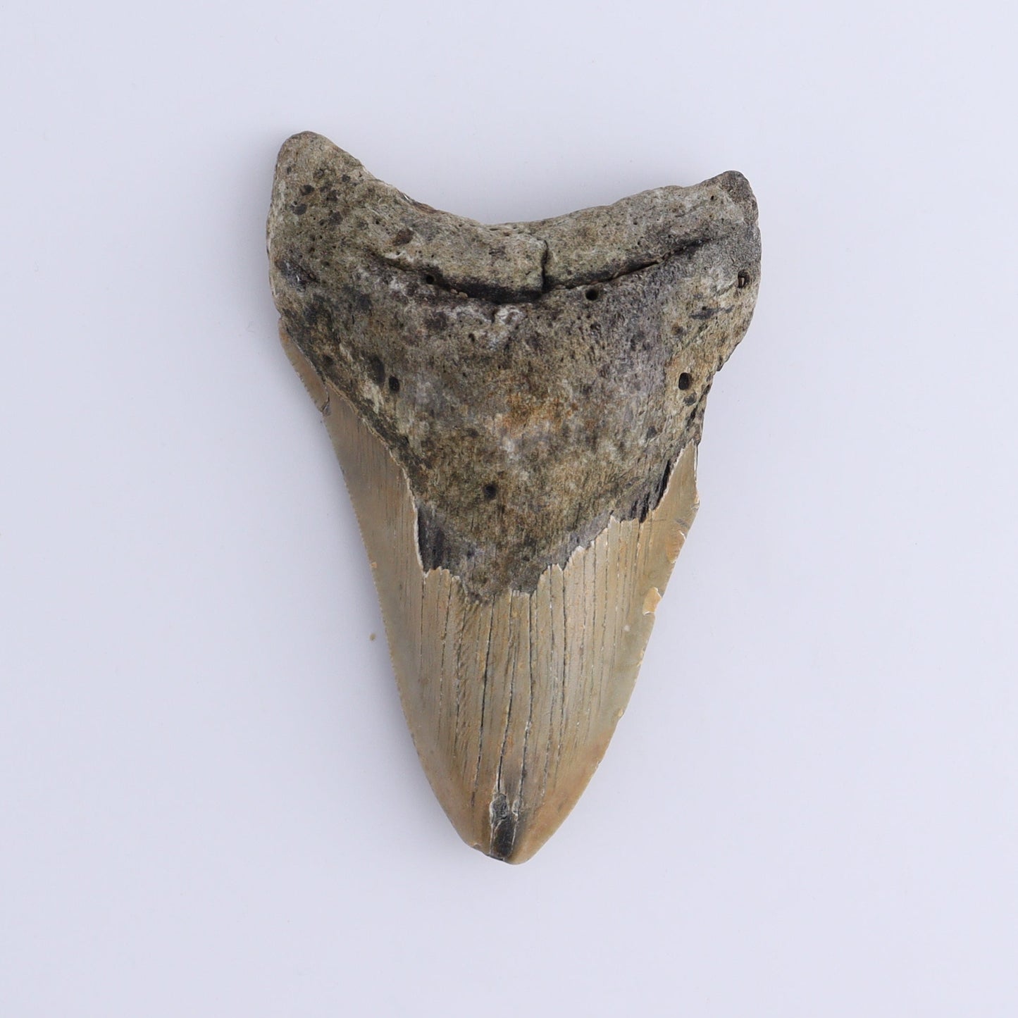Megalodon Teeth Set of 2 - Expert Wholesale and Supplier of Wholesale Crystals & Bulk Gemstones, ["Megalodon Teeth","United States"]