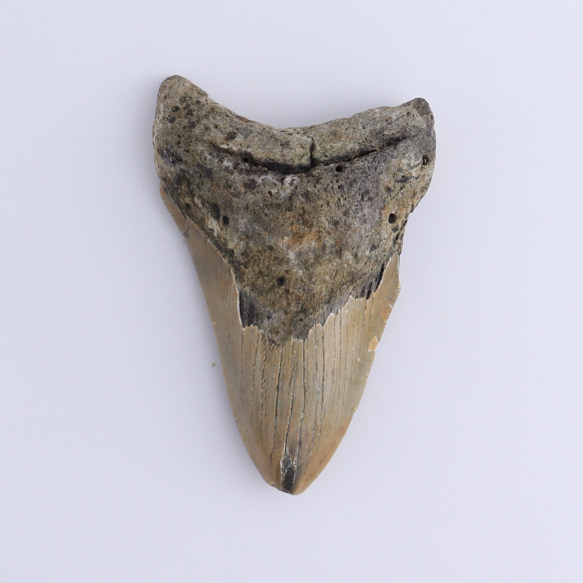 Megalodon Teeth Set of 2 - Expert Wholesale and Supplier of Wholesale Crystals & Bulk Gemstones, ["Megalodon Teeth","United States"]