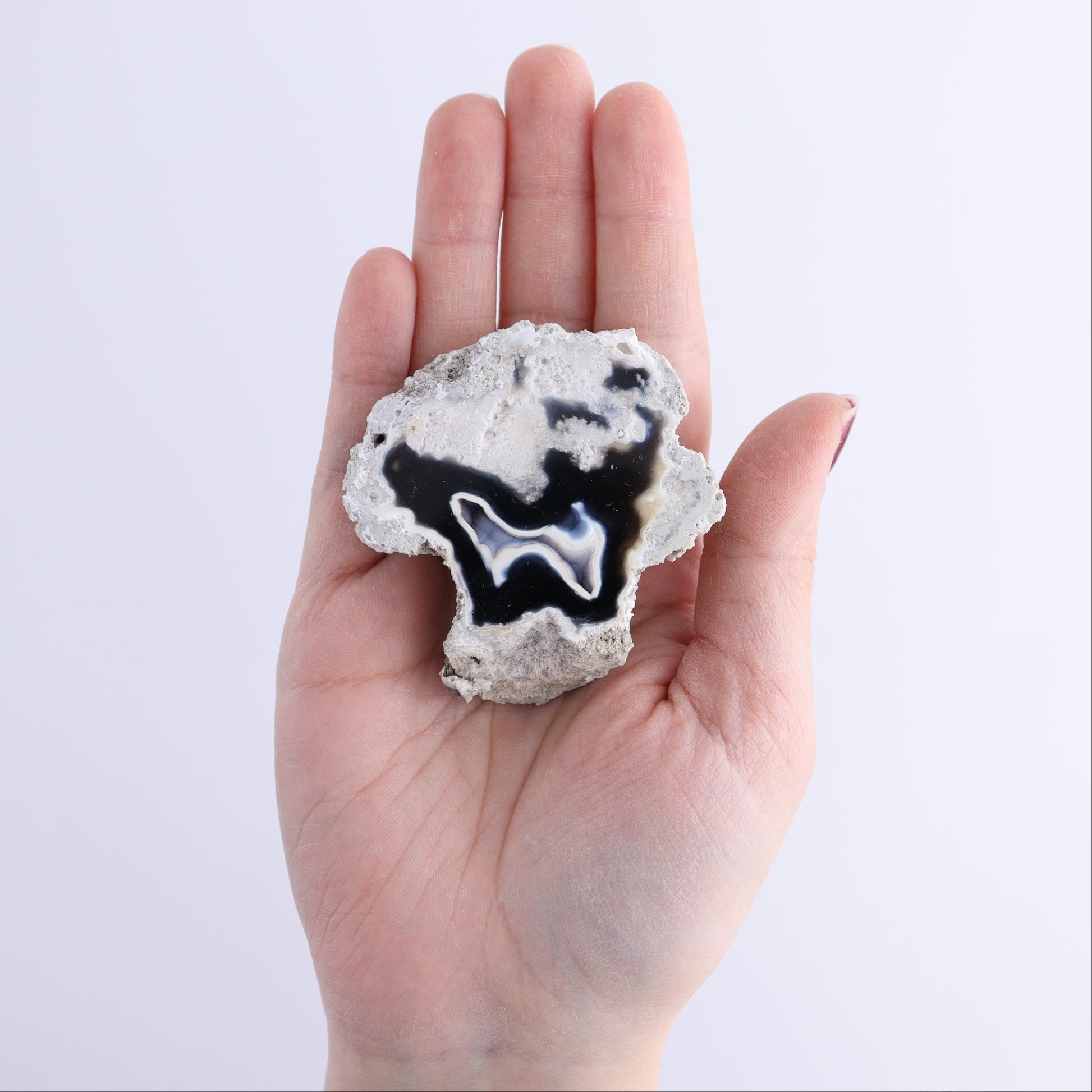 Agatized Coral Flat - Expert Wholesale and Supplier of Wholesale Crystals & Bulk Gemstones, ["Agate","Agatized Coral","Coral","United States"]