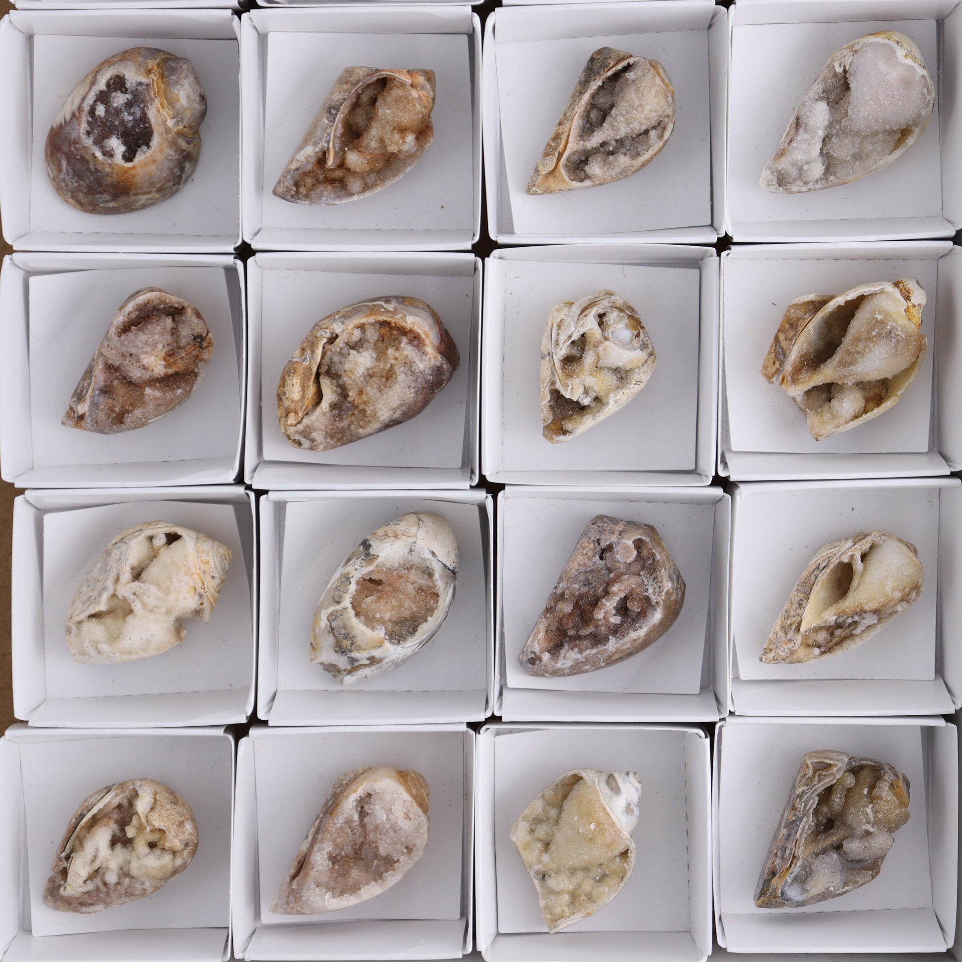 Crystalized Shells Set of 24 - Expert Wholesale and Supplier of Wholesale Crystals & Bulk Gemstones, ["Crystalized Shell","India","shell","shells"]