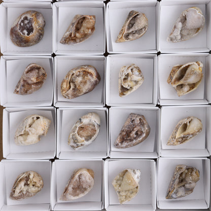 Crystalized Shells Set of 24 - Expert Wholesale and Supplier of Wholesale Crystals & Bulk Gemstones, ["Crystalized Shell","India","shell","shells"]