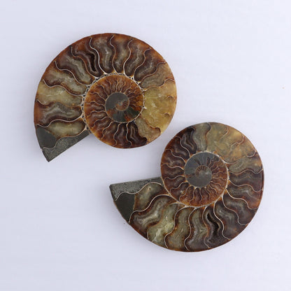 Ammonite Shells Set of 6 - Expert Wholesale and Supplier of Wholesale Crystals & Bulk Gemstones, ["Ammonite","Madagascar","shells"]