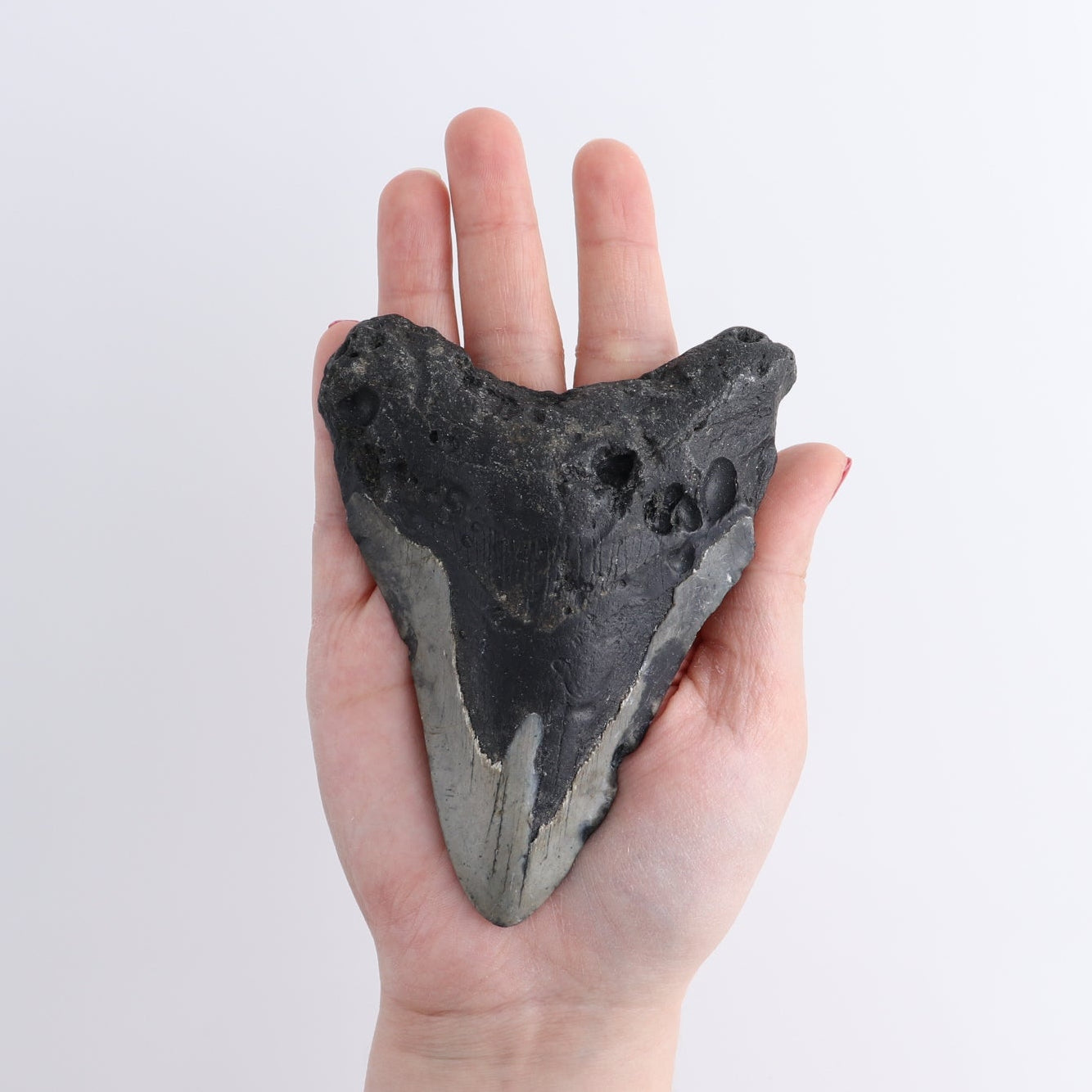 Megalodon Teeth Set of 4