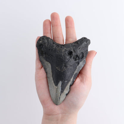 Megalodon Teeth Set of 4