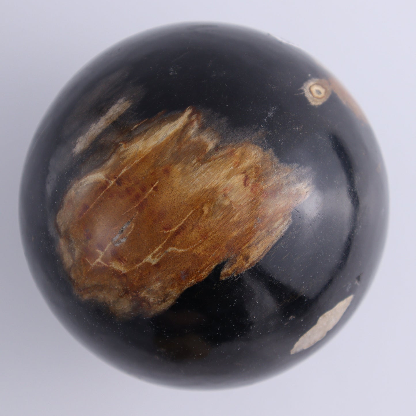 Petrified Wood Spheres Set of 2 - Expert Wholesale and Supplier of Wholesale Crystals & Bulk Gemstones, ["Indonesia","Petrified Wood","Spheres"]