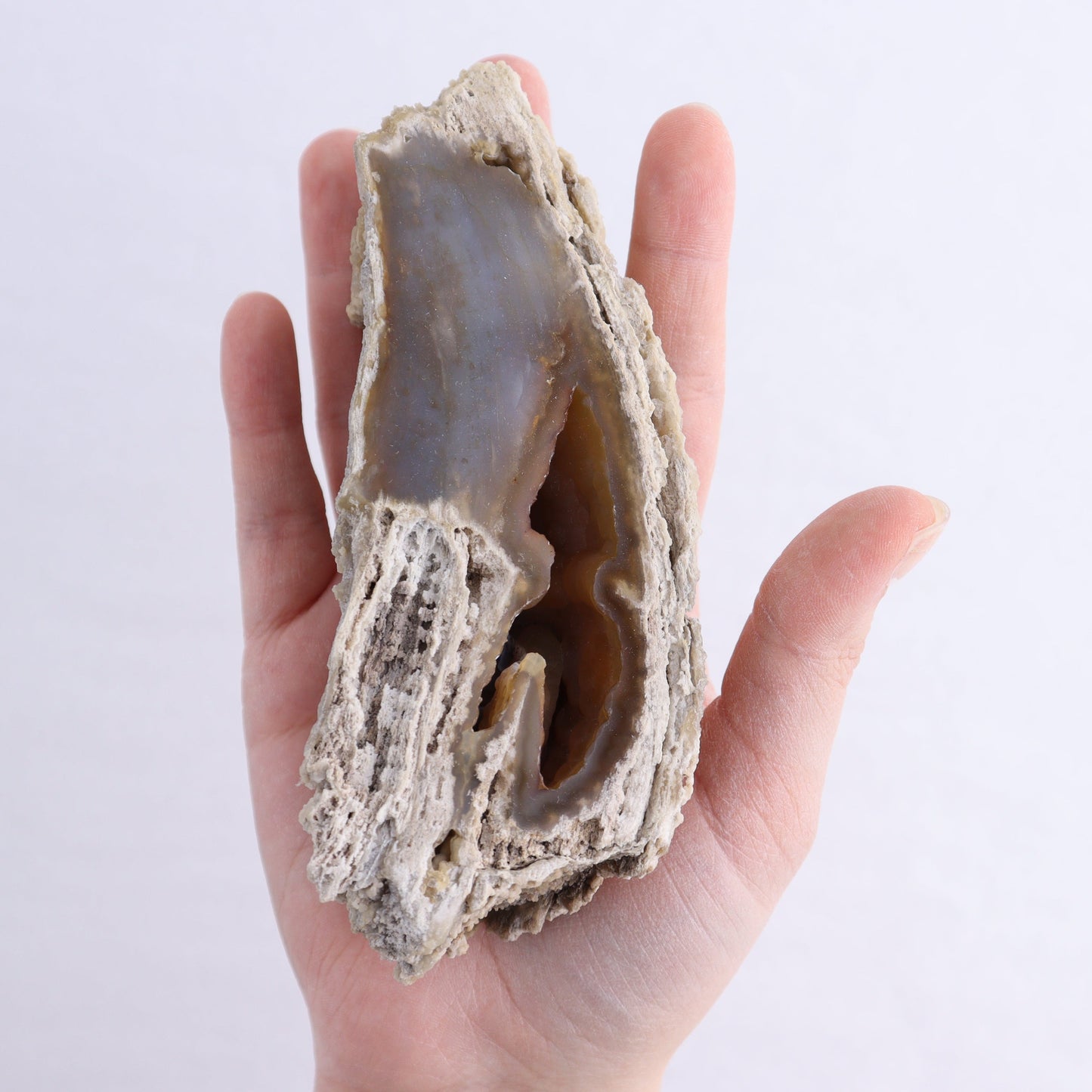 Agatized Coral Flat - Expert Wholesale and Supplier of Wholesale Crystals & Bulk Gemstones, ["Agate","Agatized Coral","Coral","United States"]