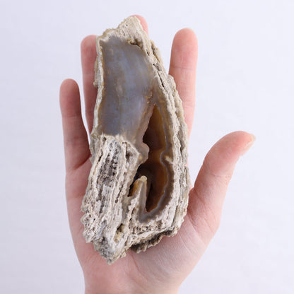 Agatized Coral Flat - Expert Wholesale and Supplier of Wholesale Crystals & Bulk Gemstones, ["Agate","Agatized Coral","Coral","United States"]